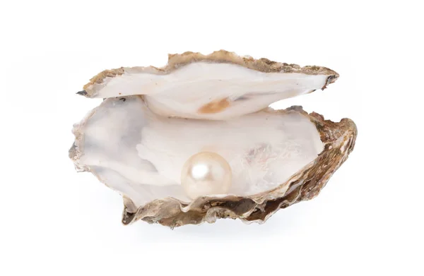 Open Oyster Pearl Isolated White Background Royalty Free Stock Images