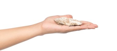 El ele tutuşan taze istiridye beyaz arka planda izole edilmiş.