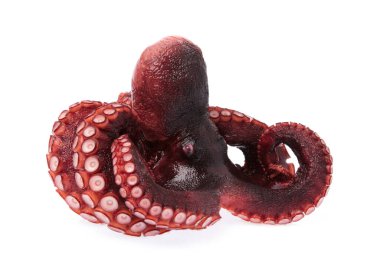 Octopus vulgaris taze beyaz arkaplandan izole.
