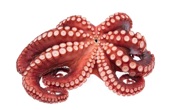 Hermoso Calamar Tentáculos Aislados Sobre Fondo Blanco —  Fotos de Stock