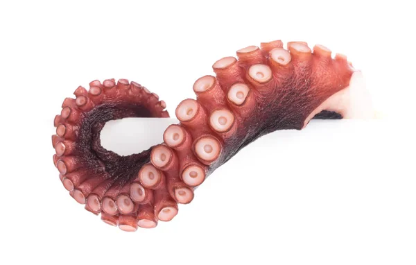 Tentakels Van Octopus Geïsoleerd Witte Achtergrond — Stockfoto