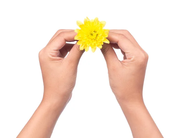 Mano Che Tiene Bouquet Fiori Crisantemo Giallo Isolato Sfondo Bianco — Foto Stock