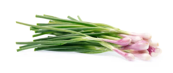 Onion Spring Isolated White Background — Stock Photo, Image