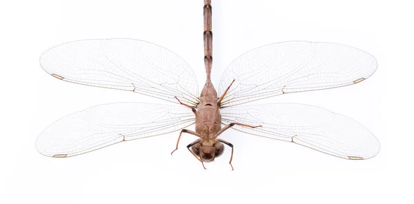 Dragonfly Isolated White Background — Stock Photo, Image