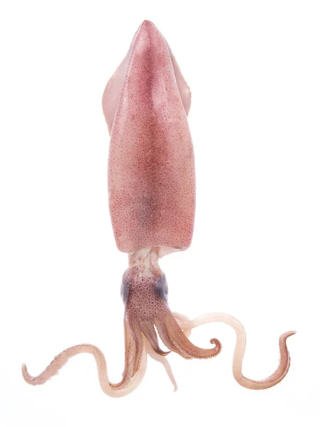 Fresh Squid Isolated White Background — Stock Photo, Image