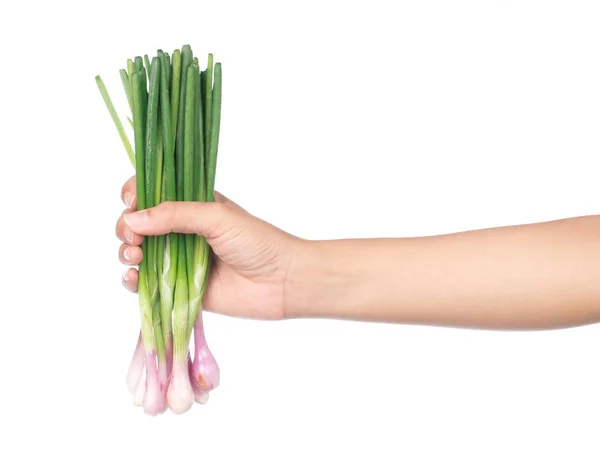 Hand Holding Onion Spring Isolated White Background — Stock Photo, Image