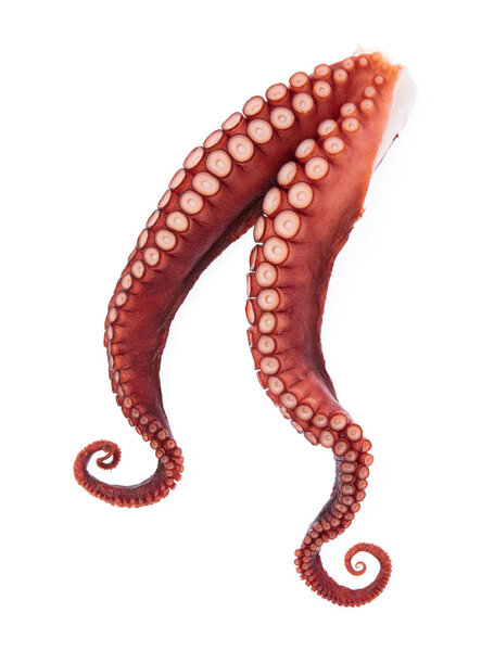 tentacles of octopus isolated on white background