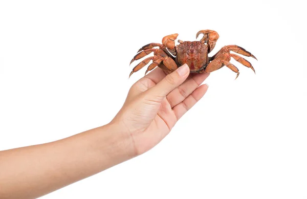 Hand Houden Gekookte Hele Krab Geïsoleerd Witte Achtergrond — Stockfoto