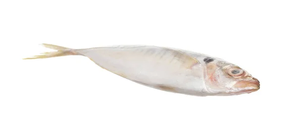 Frisch Von Fisch Isoliert Auf Weißem Hintergrund — Stockfoto