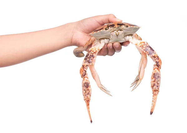Hand Hålla Krabba Isolerad Vit Bakgrund — Stockfoto