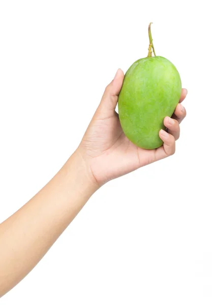 Ręka Gospodarstwa Zielony Owoc Mango Izolowane Białym Tle — Zdjęcie stockowe