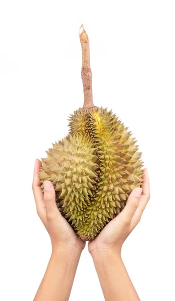 Mano Sosteniendo Frutas Durianas Aisladas Sobre Fondo Blanco — Foto de Stock