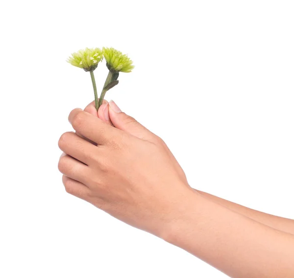 Mano Che Tiene Bouquet Fiori Crisantemo Verde Isolato Sfondo Bianco — Foto Stock