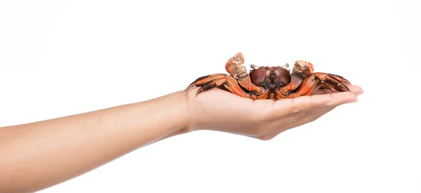 Hand Houden Gekookte Hele Krab Geïsoleerd Witte Achtergrond — Stockfoto