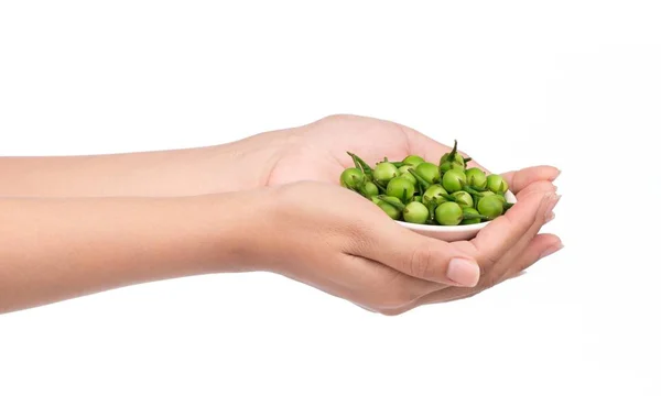 Hand Houden Kleine Aubergine Kalkoen Bes Geïsoleerd Witte Achtergrond — Stockfoto