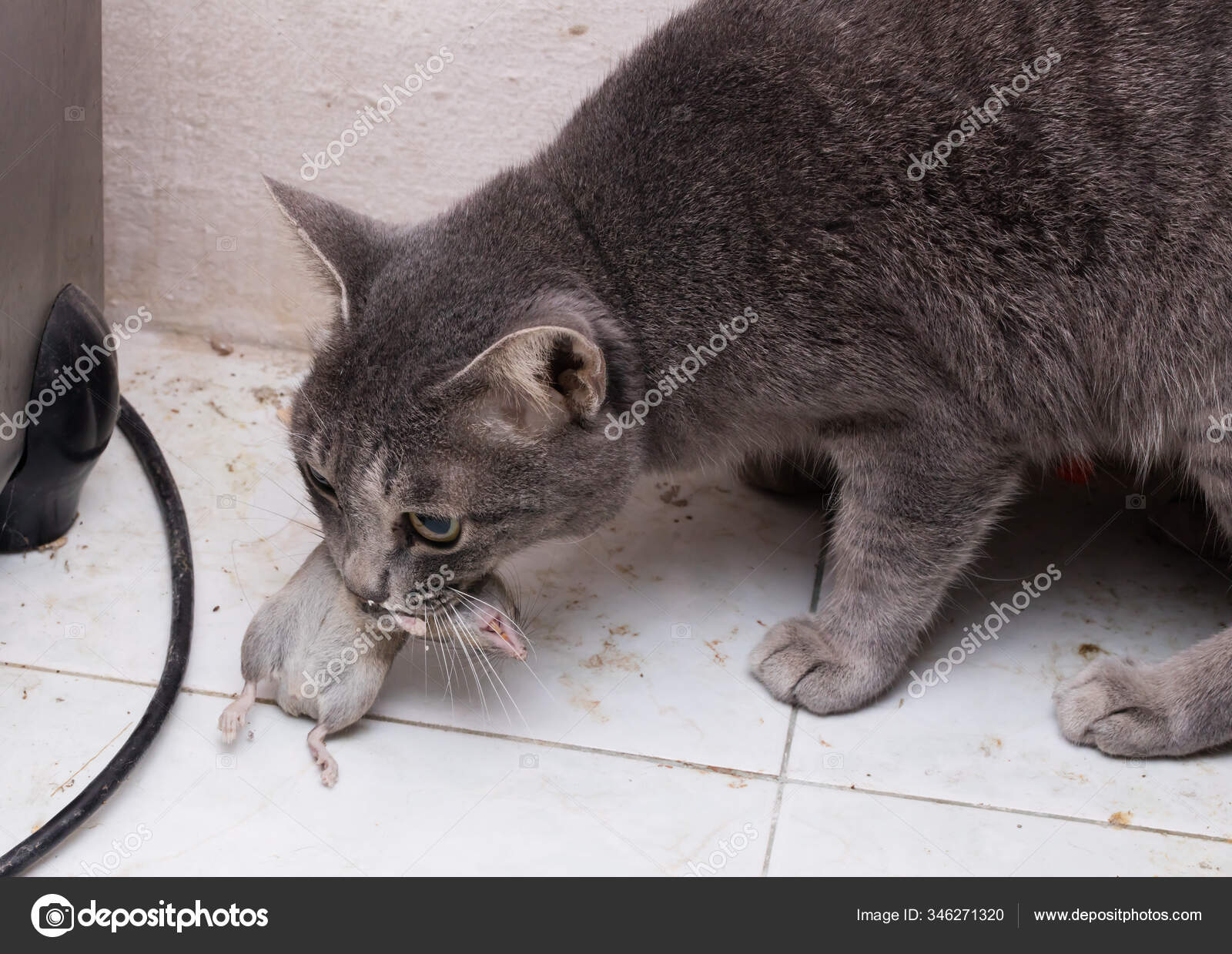 Дохлая кошка на пороге дома