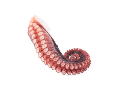 Beyaz arka plan üzerinde izole ahtapot tentacles
