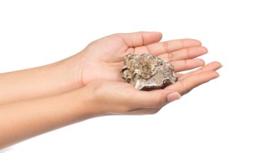 El ele tutuşan taze istiridye beyaz arka planda izole edilmiş.