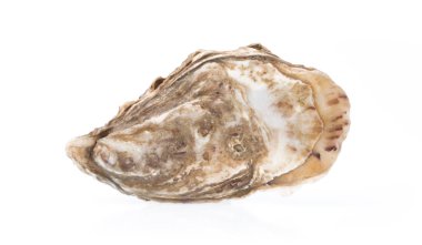 taze istiridye izole beyaz zemin üzerine