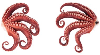 Beyaz arka plan üzerinde izole ahtapot tentacles