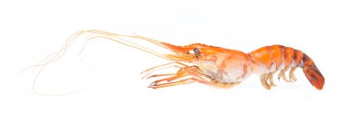 Beyaz arkaplanda karides ızgarası