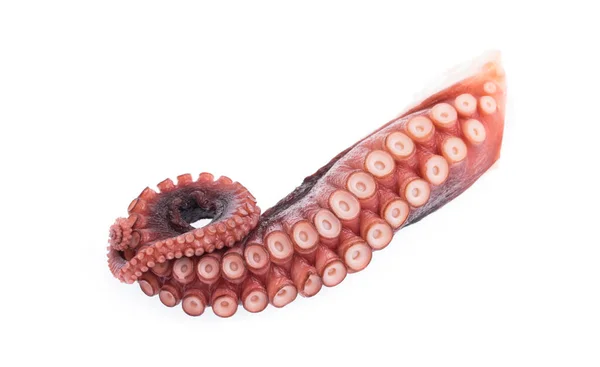 Beyaz arka plan üzerinde izole ahtapot tentacles
