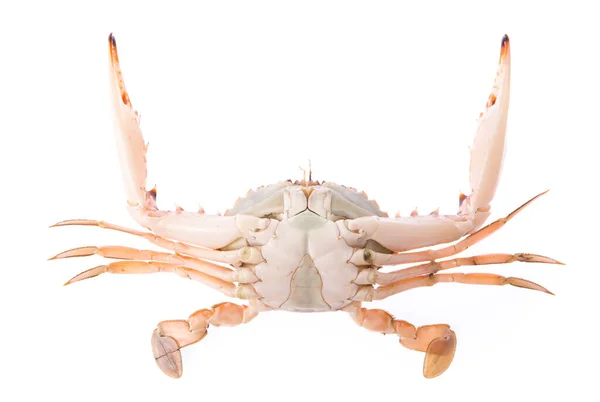 Crabe Frais Isolé Sur Fond Blanc — Photo