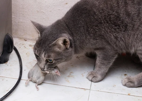 獲物の死んだネズミと猫 — ストック写真