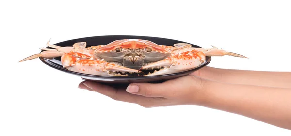 Mano Sosteniendo Cangrejo Cocido Preparado Plato Aislado Sobre Fondo Blanco — Foto de Stock