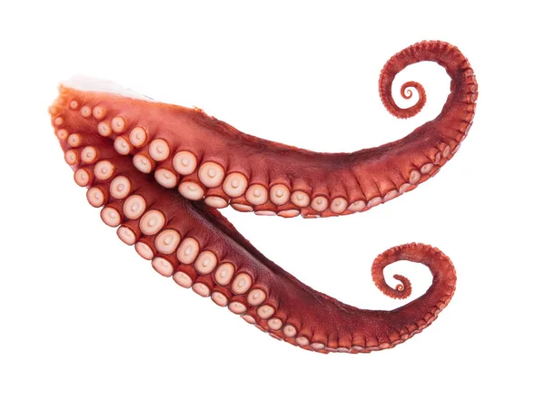 Tentakel Von Kraken Isoliert Auf Weißem Hintergrund — Stockfoto