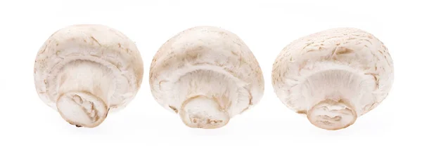 Champignon Mushroom Isolated White Background — Stock Photo, Image