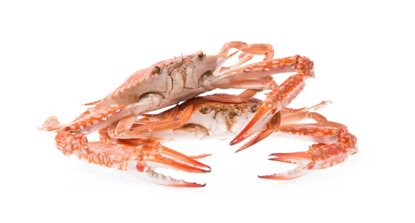 Cooked Crab Prepared Isolated White Background — Stock Photo, Image