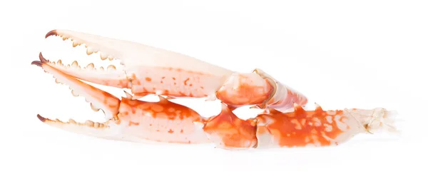 Närbild Claw Krabba Isolerad Vit Bakgrund — Stockfoto