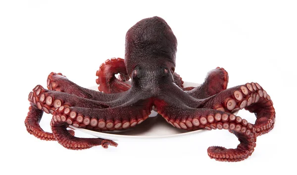 Octopus Vulgaris Płytce Wyizolowanej Białego Tła — Zdjęcie stockowe