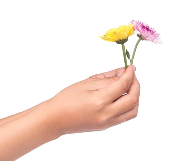 Mano Che Tiene Bouquet Fiori Crisantemo Giallo Viola Isolati Sfondo — Foto Stock