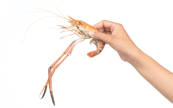 Mano Sosteniendo Camarones Parrilla Aislados Sobre Fondo Blanco — Foto de Stock