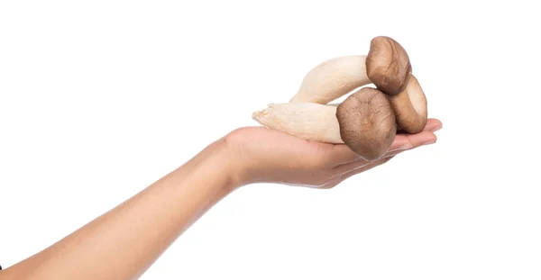 Hand Holding Eryngii Mushroom Isolated White Background — Stock Photo, Image