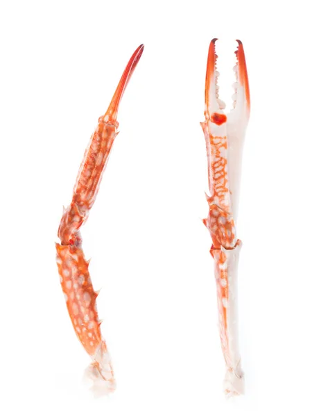 Närbild Claw Krabba Isolerad Vit Bakgrund — Stockfoto