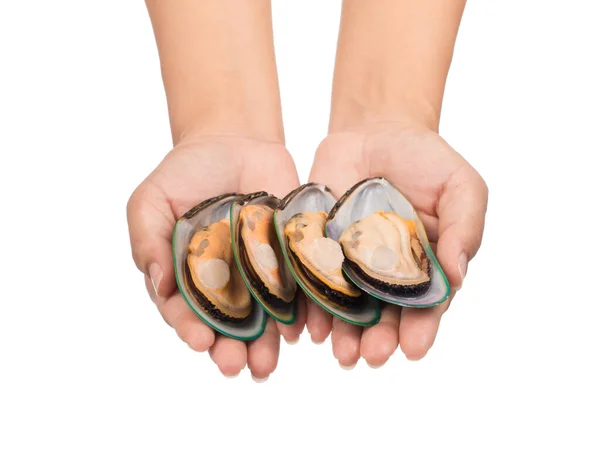 Mano Sosteniendo Mejillones Cocidos Aislados Sobre Fondo Blanco —  Fotos de Stock