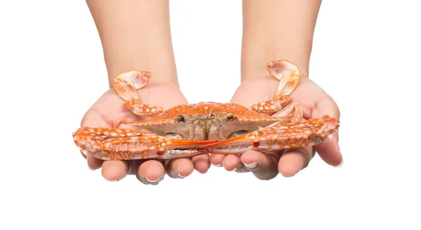 Hand Houden Gekookte Krab Geïsoleerd Witte Achtergrond — Stockfoto