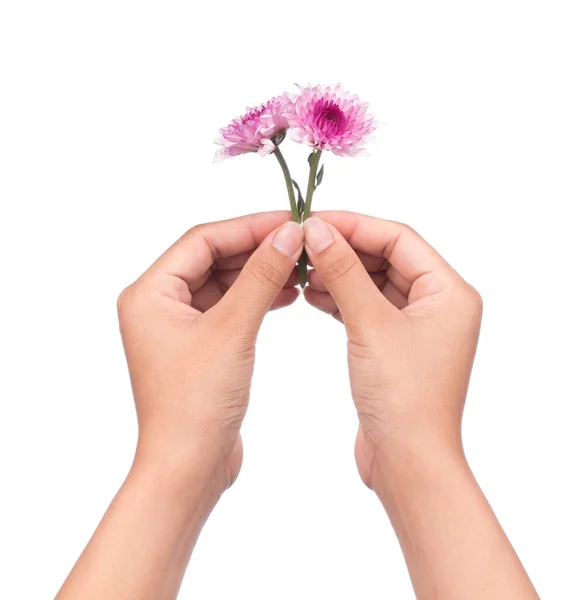 Mano Che Tiene Bouquet Fiori Crisantemo Viola Isolati Sfondo Bianco — Foto Stock