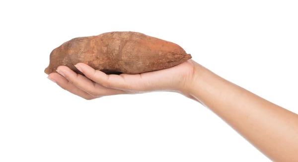 Hand Holding Fresh Yam Potato Isolated White Background — Stock Photo, Image