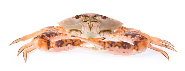 Verse Krab Geïsoleerd Witte Achtergrond — Stockfoto