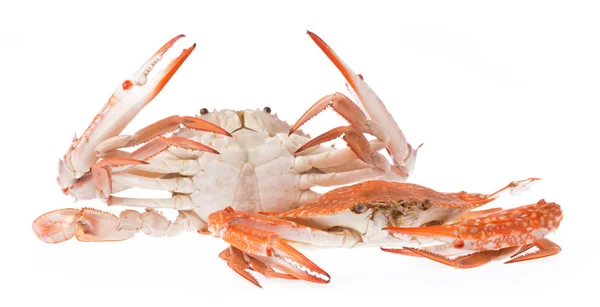 Gekookte Krab Geïsoleerd Witte Achtergrond — Stockfoto