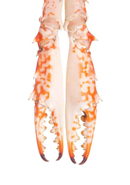 Lobster legs Stock Photos, Royalty Free Lobster legs Images | Depositphotos