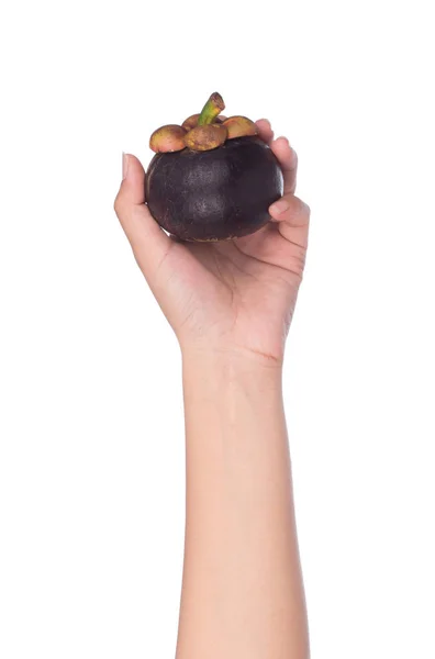 Trzymanie Ręce Mangosteenów Królowej Owoców Odizolowanych Białym Tle — Zdjęcie stockowe