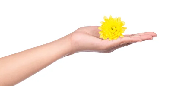 Mano Che Tiene Bouquet Fiori Crisantemo Giallo Isolato Sfondo Bianco — Foto Stock