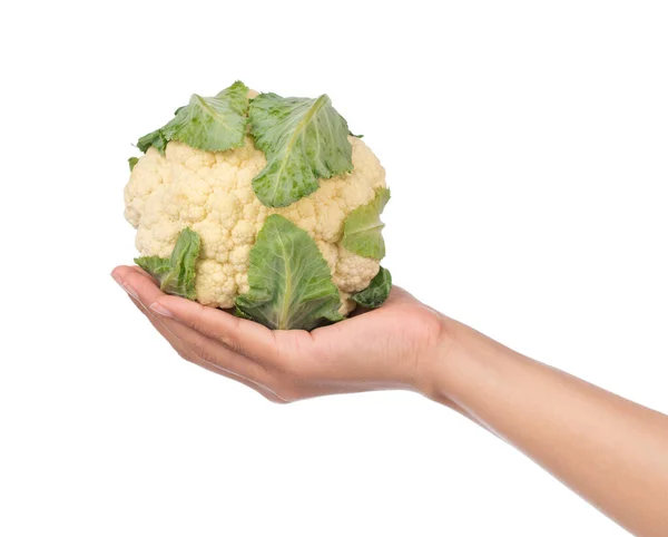 Tangan Memegang Cauliflower Diisolasi Pada Latar Belakang Putih — Stok Foto
