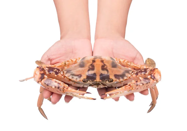 手拿着煮熟的螃蟹 用白色背景隔离 — 图库照片