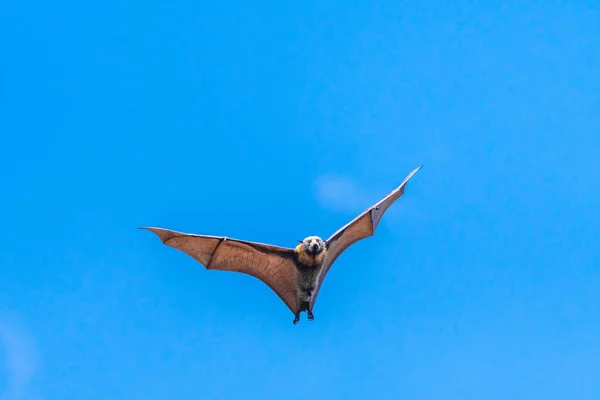 Morcego de frutas isolado, raposa voadora, em um fundo céu azul — Fotografia de Stock